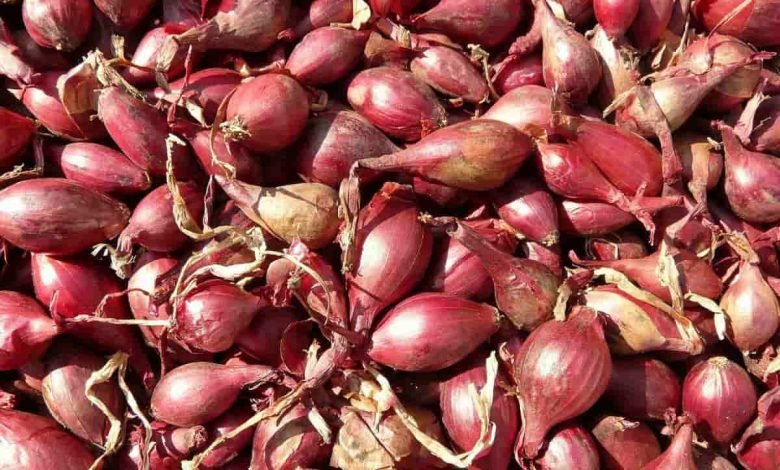 Manfaat Bawang Dayak - Akurasi.id