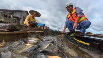 Kegiatan pascatambang yang dilaksanakan PT Kitadin Lokasi Embalut di wilayah Tenggarong Seberang, Kabupaten Kutai Kartanegara. (Istimewa)