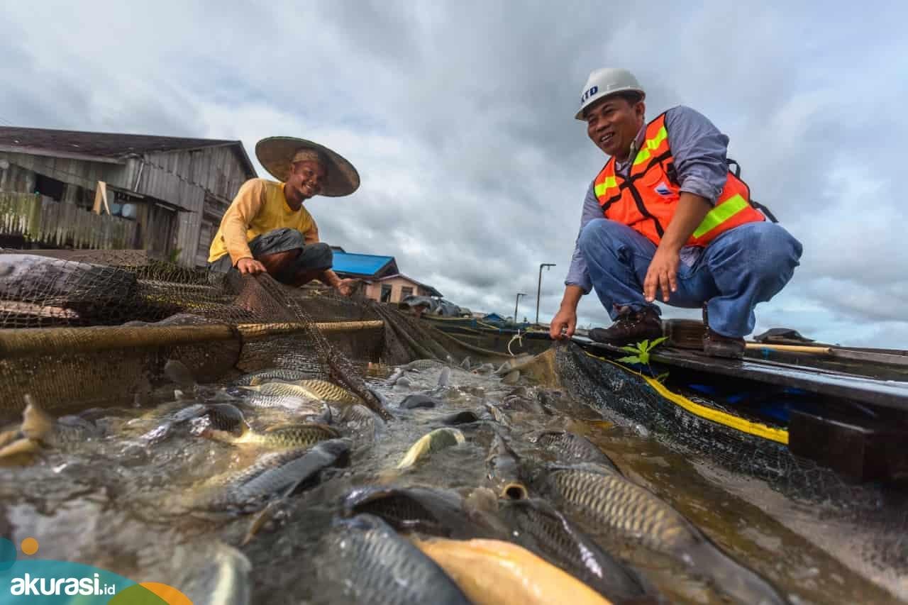 Kegiatan pascatambang yang dilaksanakan PT Kitadin Lokasi Embalut di wilayah Tenggarong Seberang, Kabupaten Kutai Kartanegara. (Istimewa)