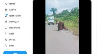 Diduga karena Kelaparan, Video Orangutan Turun ke Jalan Raya di Kaltim Viral