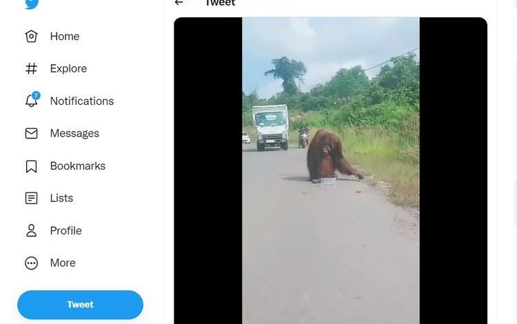 Diduga karena Kelaparan, Video Orangutan Turun ke Jalan Raya di Kaltim Viral