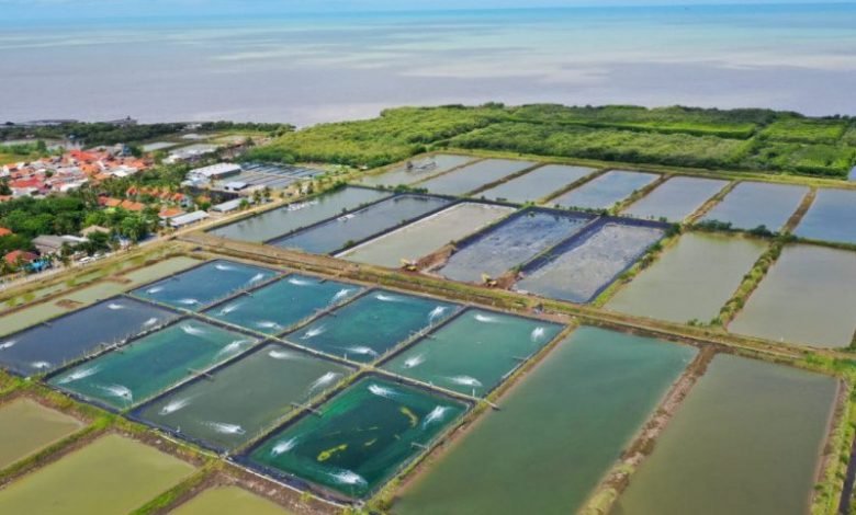 25 Investor Tambak Udang Laporkan Bos Kebab Baba Rafi, Ngaku Rugi Rp 9,1 M