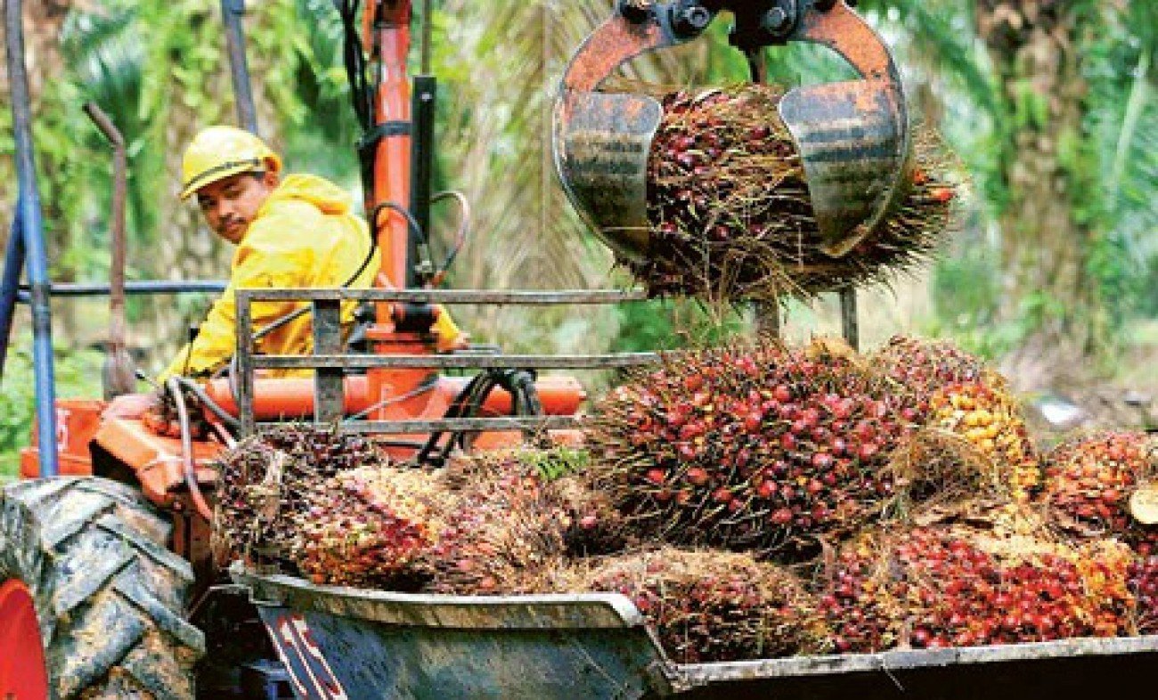 Hancurnya Harga Jual CPO, Setiap Pekan Nyaris Jatuh 2% Persen