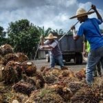 Jokowi Larang Ekspor CPO! Peneliti: Ingin Tangkap Tikus Tapi Bakar Satu Rumah