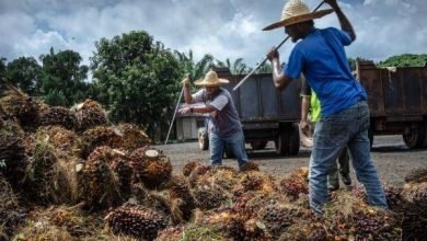 Jokowi Larang Ekspor CPO! Peneliti: Ingin Tangkap Tikus Tapi Bakar Satu Rumah