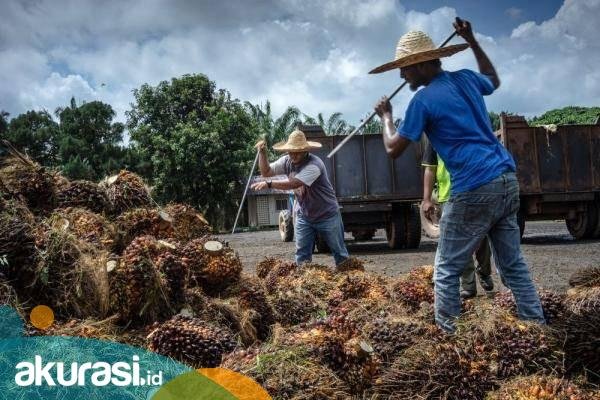 Jokowi Larang Ekspor CPO! Peneliti: Ingin Tangkap Tikus Tapi Bakar Satu Rumah
