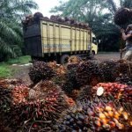 Jokowi Larang Ekspor CPO dan Minyak Goreng, Apakah Masalah Selesai?