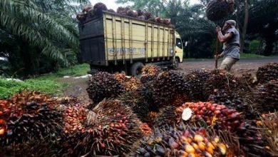 Jokowi Larang Ekspor CPO dan Minyak Goreng, Apakah Masalah Selesai?