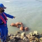Puluhan Bangkai Sapi Mengambang di Laut, Warga Sampang Geger