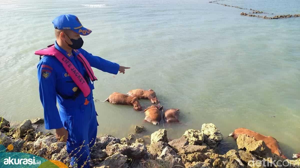 Puluhan Bangkai Sapi Mengambang di Laut, Warga Sampang Geger
