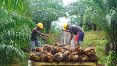 Ekspor CPO Dilarang, Harga Kelapa Sawit Jeblok 50 Persen