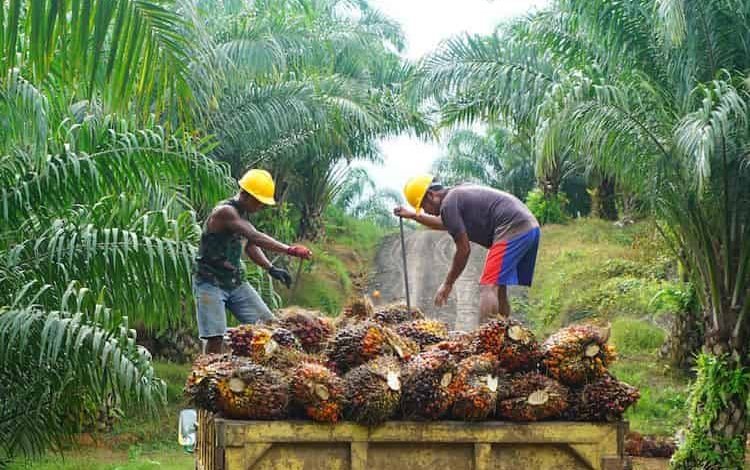 Ekspor CPO Dilarang, Harga Kelapa Sawit Jeblok 50 Persen
