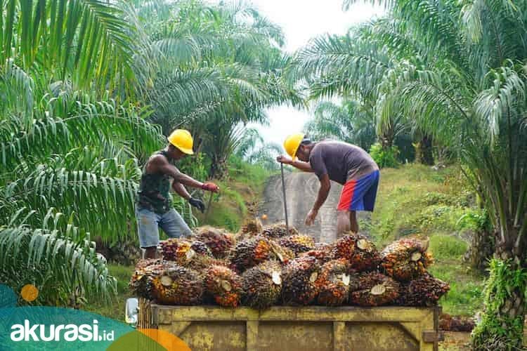 Ekspor CPO Dilarang, Harga Kelapa Sawit Jeblok 50 Persen