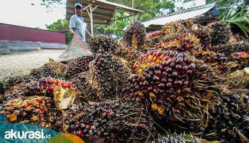 Bukan CPO! Ini yang Dilarang Ekspor Oleh Pemerintah?