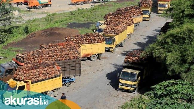 Larangan Ekspor Setop Tapi Harga CPO Masih Tren Naik