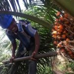 Dampak Jokowi Larang Ekspor CPO, Petani Sawit RI Babak Belur, Malaysia Untung Berlipat