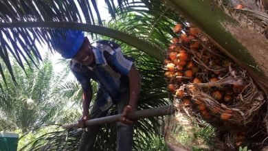 Dampak Jokowi Larang Ekspor CPO, Petani Sawit RI Babak Belur, Malaysia Untung Berlipat