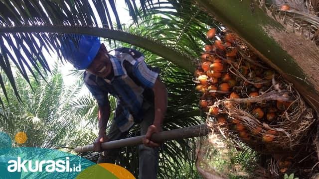 Dampak Jokowi Larang Ekspor CPO, Petani Sawit RI Babak Belur, Malaysia Untung Berlipat