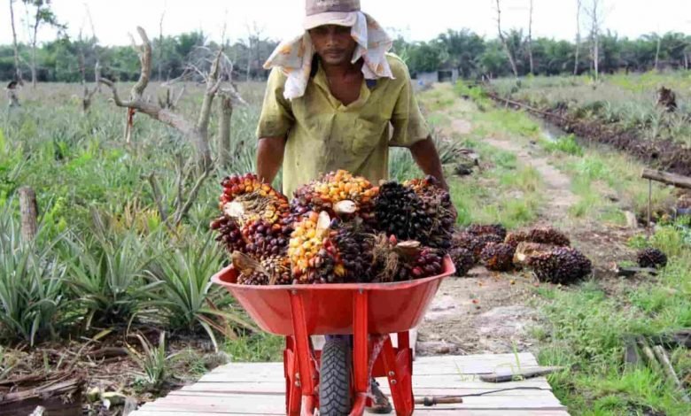 Sikapi Dampak Larangan Ekspor Minyak Goreng, Petani Sawit se-Indonesia Demo Serentak Besok