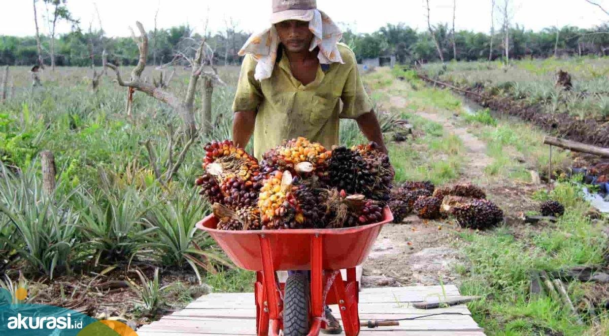 Sikapi Dampak Larangan Ekspor Minyak Goreng, Petani Sawit se-Indonesia Demo Serentak Besok