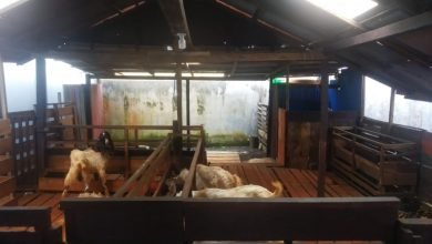 Waktu Karantina 14 Hari, Harga Kambing Kurban Alami Kenaikkan