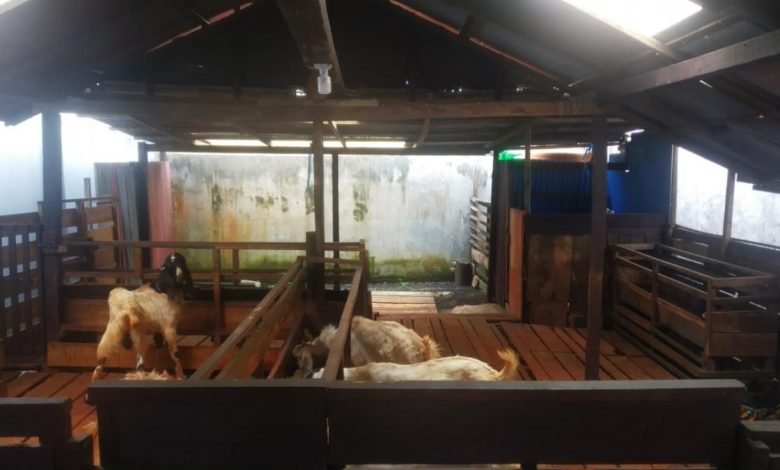 Waktu Karantina 14 Hari, Harga Kambing Kurban Alami Kenaikkan