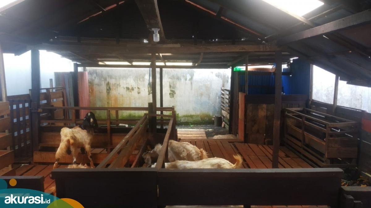 Waktu Karantina 14 Hari, Harga Kambing Kurban Alami Kenaikkan