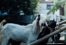 Merencanakan Perayaan Idul Adha 2023 yang Sempurna: Menjelajahi Long Weekend Escape Indonesia