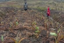 Mengatasi Kekeringan di Papua Tengah: Kisah Sukses Indonesia