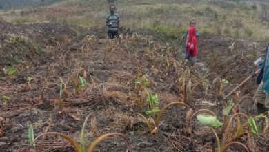 Mengatasi Kekeringan di Papua Tengah: Kisah Sukses Indonesia