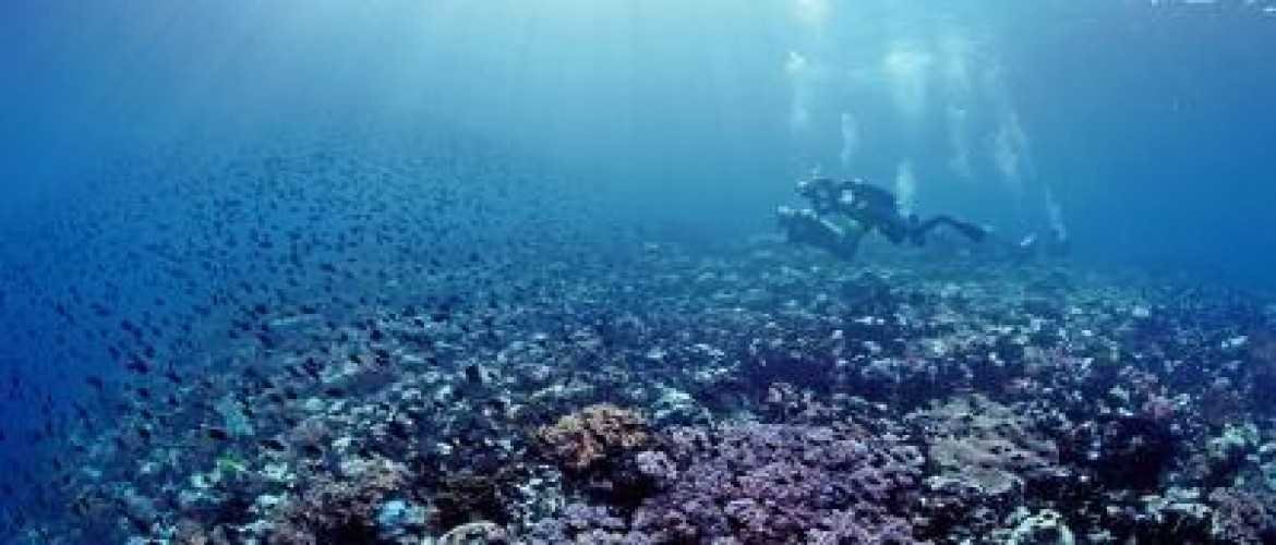 The Underwater Jewel: Mengungkap Serunya Menyelam di Ambon