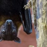 Memahami Virus Nipah dan Cara Mencegah Penularannya: Perlunya Waspada