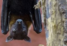 Memahami Virus Nipah dan Cara Mencegah Penularannya: Perlunya Waspada