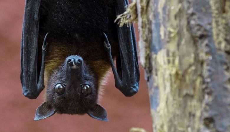 Memahami Virus Nipah dan Cara Mencegah Penularannya: Perlunya Waspada