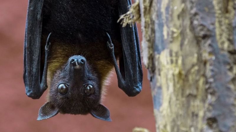 Memahami Virus Nipah dan Cara Mencegah Penularannya: Perlunya Waspada