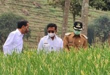 Food Estate: Antara Isu Pangan dan Dinamika Politik di Indonesia