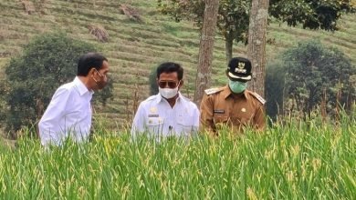 Food Estate: Antara Isu Pangan dan Dinamika Politik di Indonesia