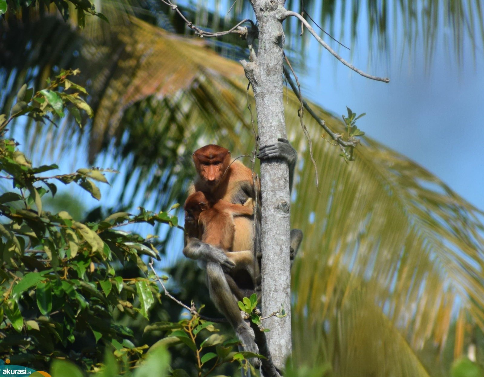 Bekantan di Ambang Kepunahan, Ulah Manusia Jadi Penentu