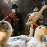 WHO Mengonfirmasi Kasus Flu Burung H9N2 Kedua pada Anak di India