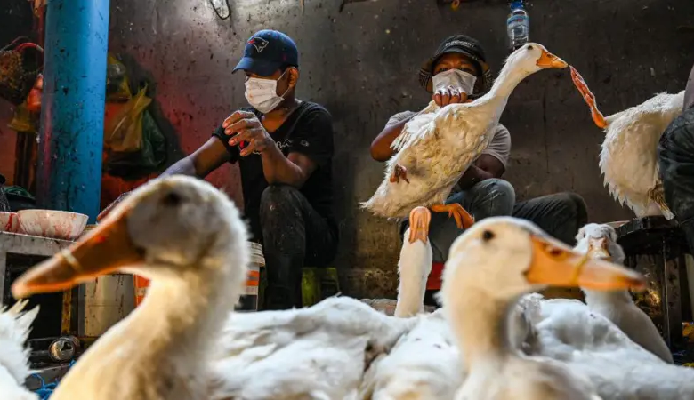 WHO Mengonfirmasi Kasus Flu Burung H9N2 Kedua pada Anak di India