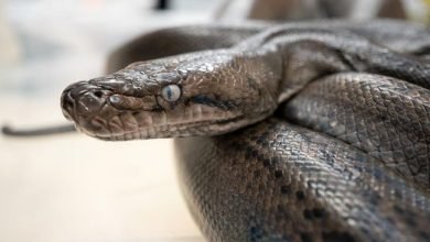 Tragis Wanita yang Hilang di Sidrap, Ternyata Tewas Ditelan Ular Piton. Ilustrasi ular piton. Foto: iStock