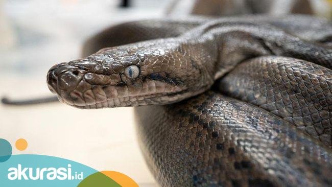 Tragis Wanita yang Hilang di Sidrap, Ternyata Tewas Ditelan Ular Piton. Ilustrasi ular piton. Foto: iStock