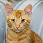 Kisah Pemilik Kos di Semarang yang Mengonsumsi Kucing untuk Stabilkan Gula Darah