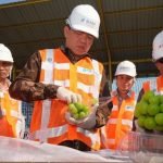 Bapanas Tingkatkan Pengawasan Pasar Indonesia Usai Temuan Residual Pestisida pada Anggur Shine Muscat