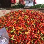 Harga Cabai Meroket: Faktor Cuaca Ekstrem dan Gagal Panen Jadi Penyebab Utama