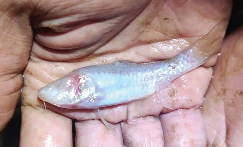 Penemuan Spesies Baru Ikan Gua Buta di Karst Klapanunggal, Ancaman dan Upaya Konservasi
