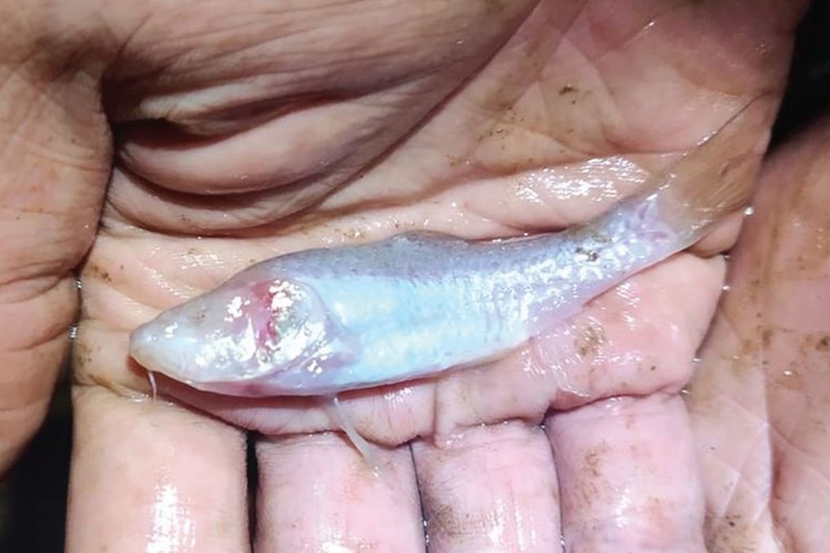Penemuan Spesies Baru Ikan Gua Buta di Karst Klapanunggal, Ancaman dan Upaya Konservasi