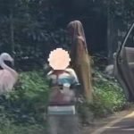 Pengunjung Nekat Turun dari Mobil di Taman Safari Bogor, Kena Sanksi Larangan Berkunjung
