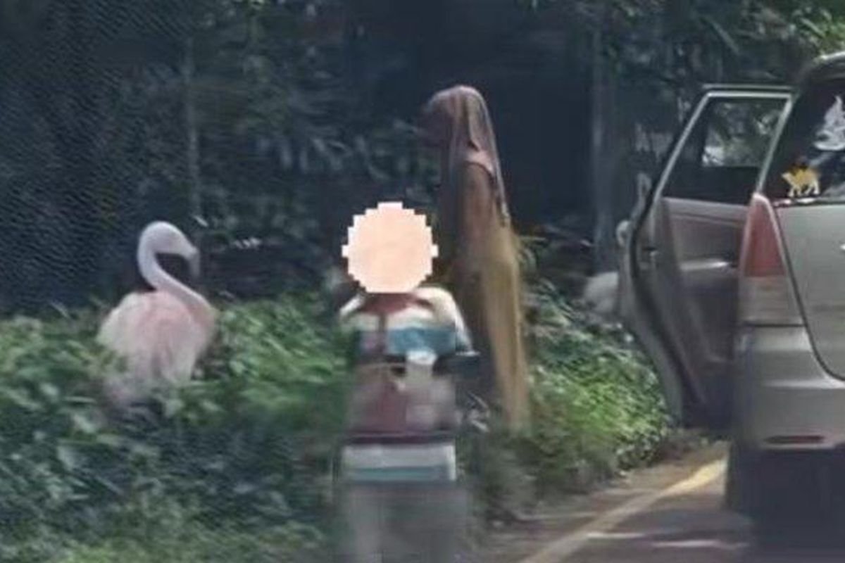 Pengunjung Nekat Turun dari Mobil di Taman Safari Bogor, Kena Sanksi Larangan Berkunjung
