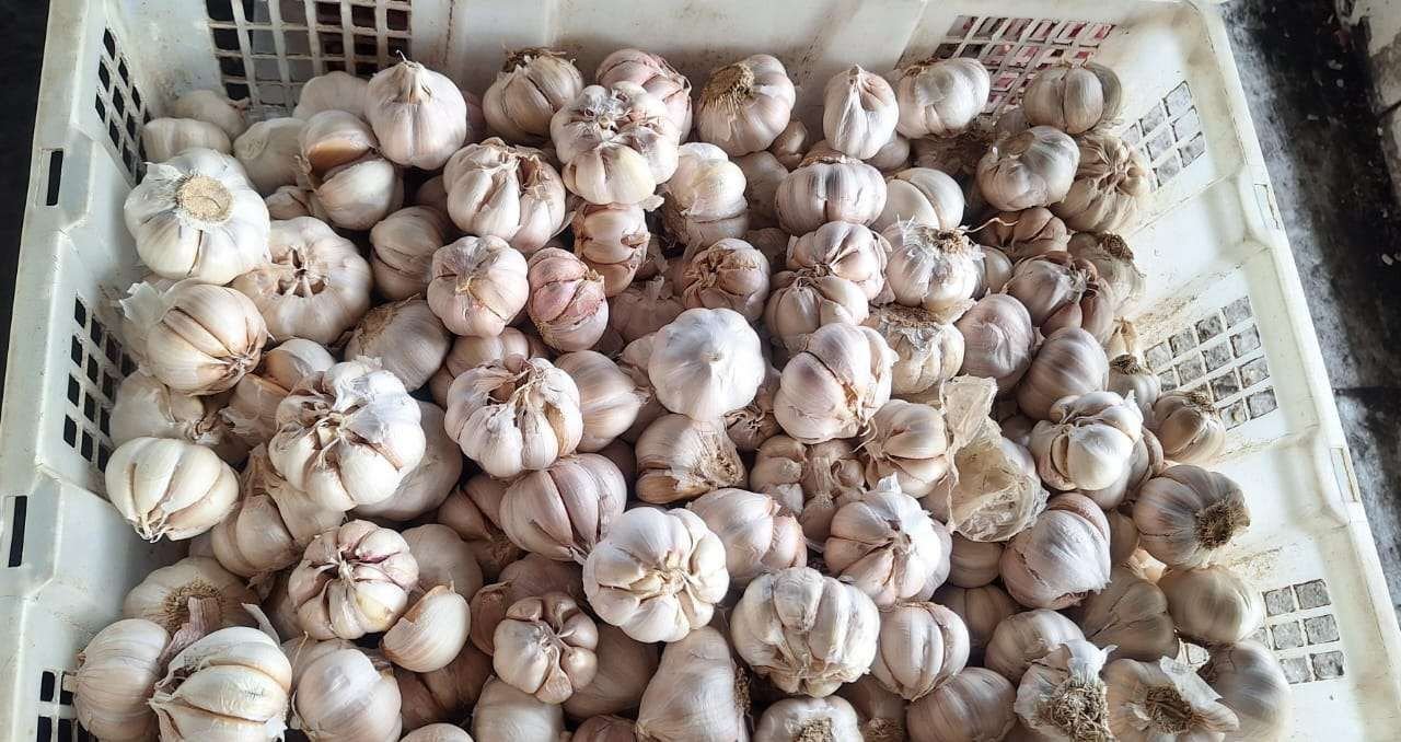 Harga Bawang Putih Meroket: Pedagang dan Konsumen Keluhkan Kenaikan Tajam